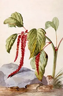 Amaranthus: Amaranthus Caudatus