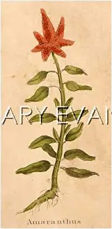 Amaranthus: AMARANTHUS CAUDATUS