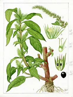 Amaranth: Amaranthus chlorostachys - slim amaranth