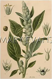 Amaranthus: AMARANTHUS RETROFLEXUS
