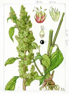 Amaranth: Amaranthus retroflexus - redroot amaranth