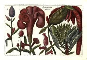 Amaranth: Amaranthus species