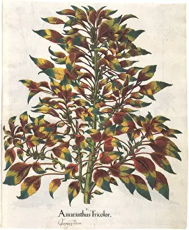 Amaranthus: Amaranthus Tricolor