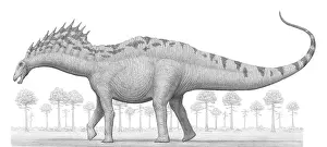 Amargasaurus: Amargasaurus cazaui dinosaur from the Early Cretaceous ?