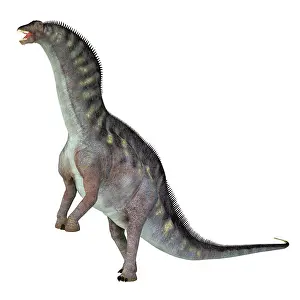 Thick: Amargasaurus cazaui dinosaur rearing up, on white background