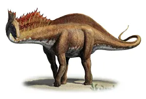Amargasaurus: Amargasaurus cazaui, a prehistoric era dinosaur