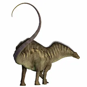 Thick: Amargasaurus dinosaur