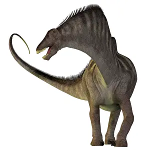 Thick: Amargasaurus dinosaur