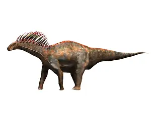 Amargasaurus: Amargasaurus dinosaur