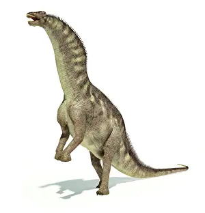 Thick: Amargasaurus dinosaur in dynamic posture