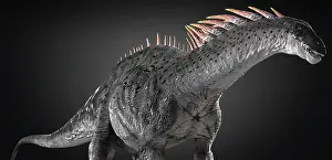 Dicraeosauridae: Amargasaurus dinosaur on gray background