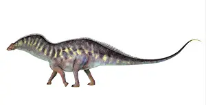 Ugliness: Amargasaurus dinosaur, side view on white background