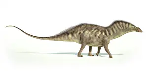 Thick: Amargasaurus dinosaur on white background