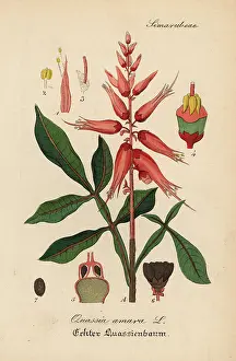 Amara: Amargo, bitter-ash or bitter-wood, Quassia amara