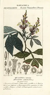 Amara: Amargo, Quassia amara
