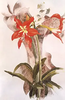 Demuth: Amaryllis