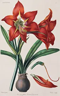 Ignace: Amaryllis brasiliensis, amaryllis