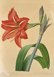 Fleurs: Amaryllis bresilienne, amaryllis