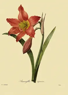 Equestre: Amaryllis equestre