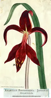 Petal: Amaryllis Formosissima, Jacobaean Amaryllis