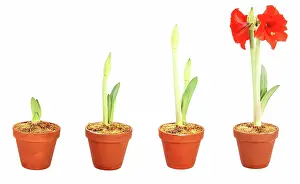 Forced: Amaryllis Growing