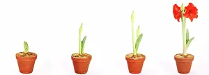 Forced: Amaryllis Growing