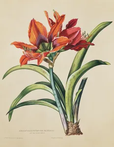 Miniata: Amaryllis hybrida miniata, amaryllis