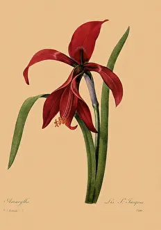 Amaryllis: Amaryllis, Lys St. Jacques