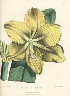 L. Reeve: Amaryllis mendelii, raised by Bernard Samuel Williams