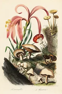 Mycology: Amaryllis and mushrooms