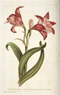 Dictionary: Amaryllis sp. amarylis