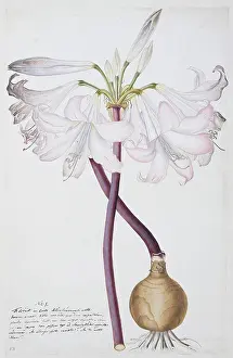 Nicolaus: Amaryllis sp. amarylis