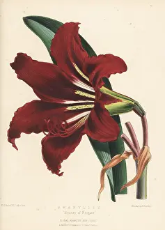 Amaryllis: Amaryllis variety, Beauty of Reigate