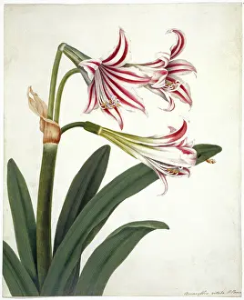 Amaryllis: Amaryllis vittata, amaryllis