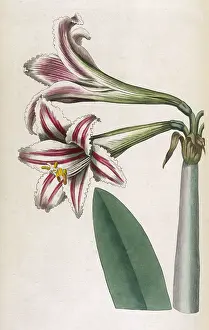 Superb: Amaryllis Vittata or Superb Amaryllis