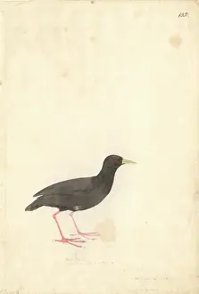 Gruiformes: Amaurornis flavirostra, black crake
