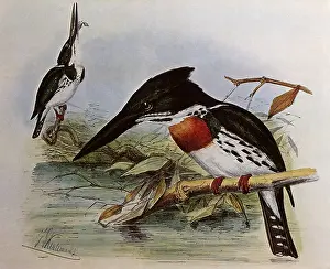 Gerrard: Amazon Kingfisher, Chloroceryle amazona