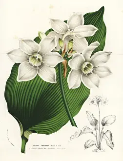 Houtte: Amazon lily, Eucharis amazonica
