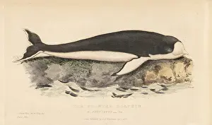 Delphinus: Amazon river dolphin, Inia geoffrensis