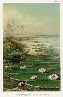 Amazonica: AMAZON SCENE