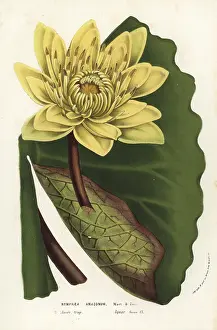 Amazon water-lily, Nymphaea amazonum