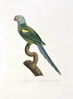 Vaillant: Amazona barbadensis, yellow-shouldered parrot