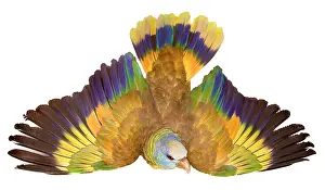Psittaciformes: Amazona guildingii, St. Vincent parrot