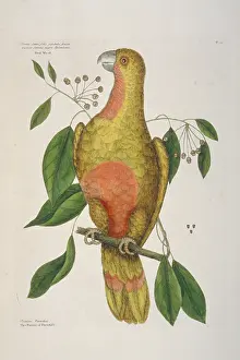 Psittacidae: Amazona leucopcephala, Cuban parrot