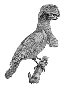 Lithographed: Amazonian Umbrellabird