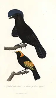 Loriot: Amazonian umbrellabird and regent bowerbird