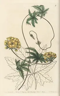 John Lindley: Amazonvine, Stigmaphyllon jatrophifolium