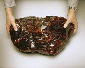 Pinus: Amber from Burma