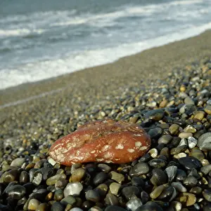 Pebble: Amber on a Norfolk beach