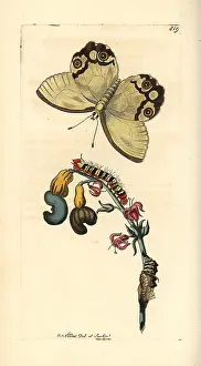 Occidentale: Amber phantom, Haetera piera